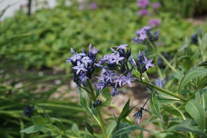 Amsonia tabernaemontana | NVBT